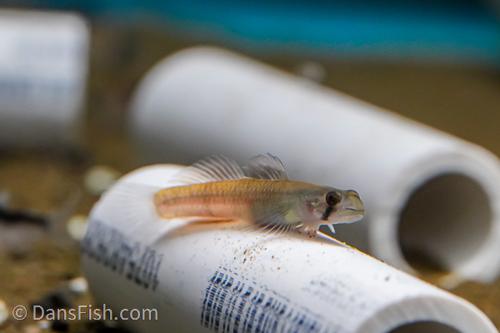 Flaming Arrow Goby