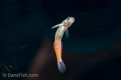 Flaming Arrow Goby