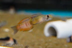 Flaming Arrow Goby