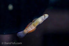 Flaming Arrow Goby