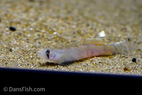 Flaming Arrow Goby