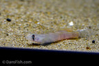 Flaming Arrow Goby