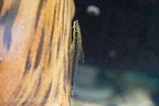 Giant Otocinclus