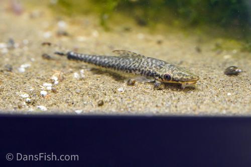 Giant Otocinclus