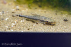 Giant Otocinclus