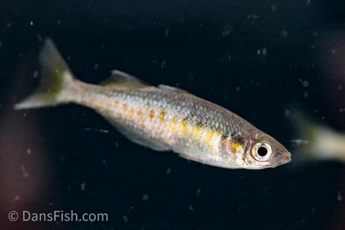 Zig-Zag Rainbowfish