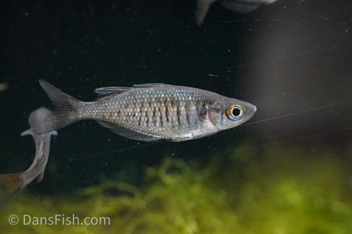 Red Dragon Rainbowfish "Pagai Village"