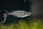 Red Dragon Rainbowfish "Pagai Village"