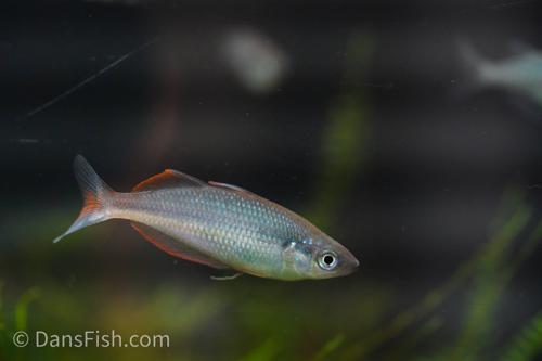 Glossolepis sp. "Gidomen Village"
