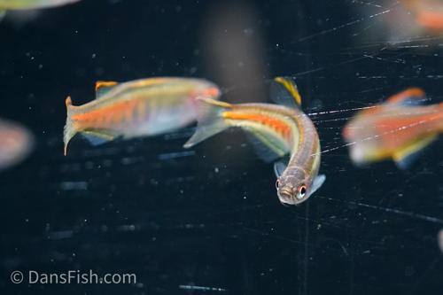 Glowlight Danio