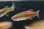 Glowlight Danio