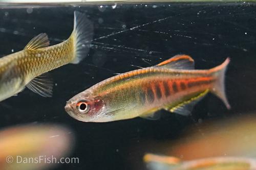Glowlight Danio