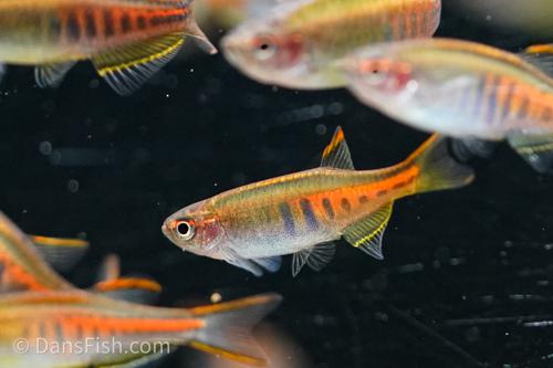 Glowlight Danio