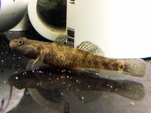 White Cheeked Goby