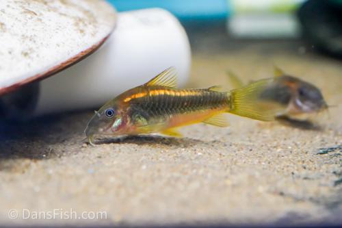 CW010 Gold Laser Cory