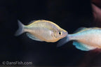 Green Dragon Rainbowfish