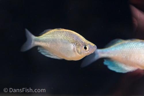 Green Dragon Rainbowfish