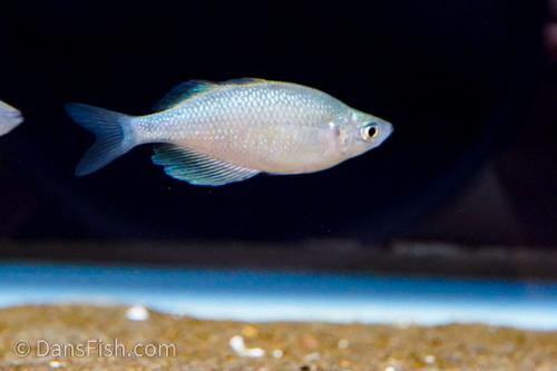 Green Dragon Rainbowfish