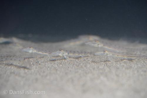 Horseface Loach
