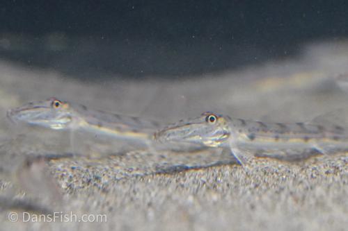 Horseface Loach