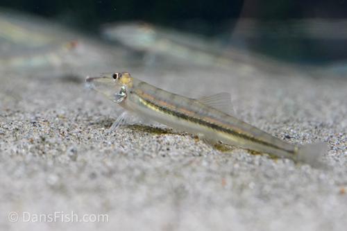 Horseface Loach