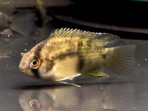 Keyhole Cichlid