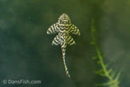 L066 King Tiger Pleco