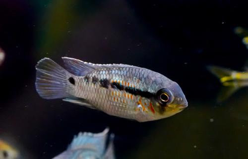Krobia xinguensis