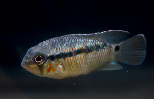 Krobia xinguensis