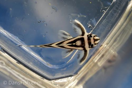 L046 Zebra Pleco