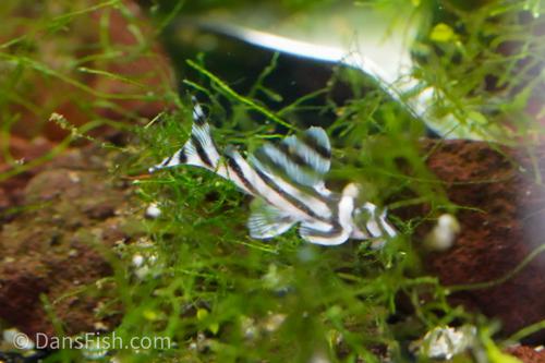 L046 Zebra Pleco