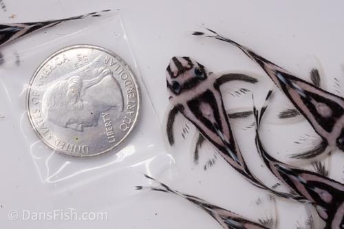 L046 Zebra Pleco