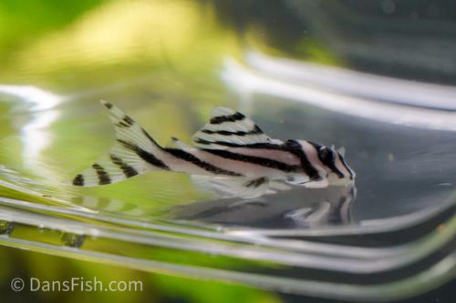 L046 Zebra Pleco