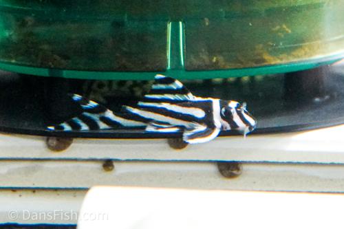 L046 Zebra Pleco