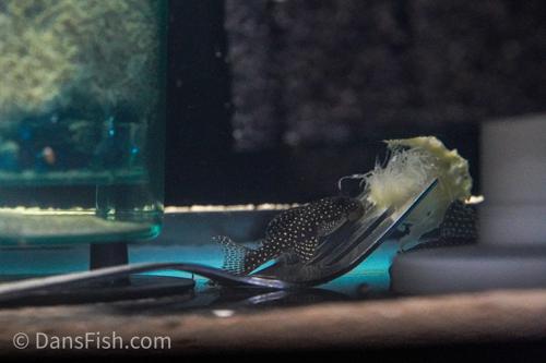 L136b Demini Angelicus Pleco