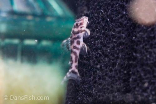 L174 Ocelot Pleco
