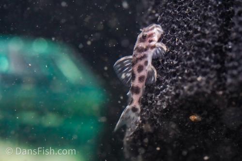 L174 Ocelot Pleco