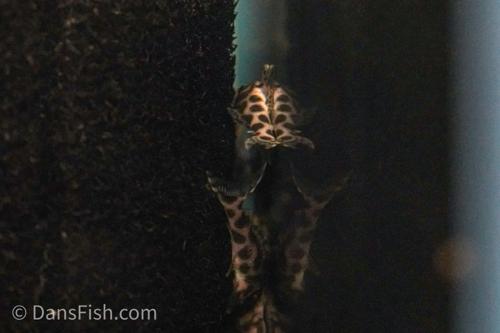 L174 Ocelot Pleco