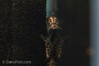 L174 Ocelot Pleco