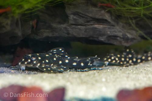 L201 Snowball Pleco