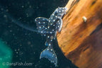L201 Snowball Pleco
