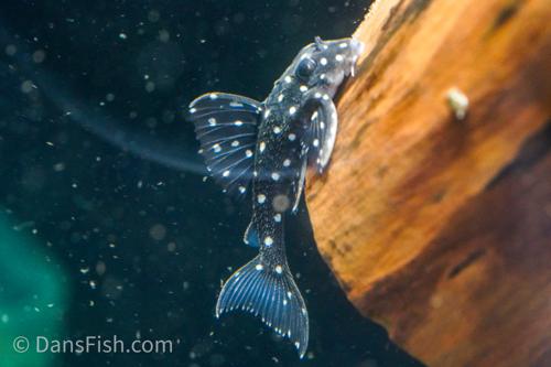 L201 Snowball Pleco