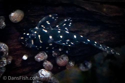 L201 Snowball Pleco