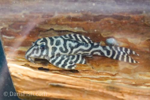 りーこ L236 Pleco RB Line – Dan's Fish