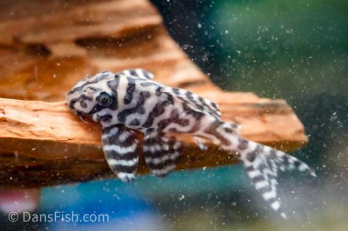 L236 Pleco RB Line – Dan's Fish
