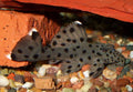 L264 Sultan Pleco