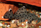 L264 Sultan Pleco