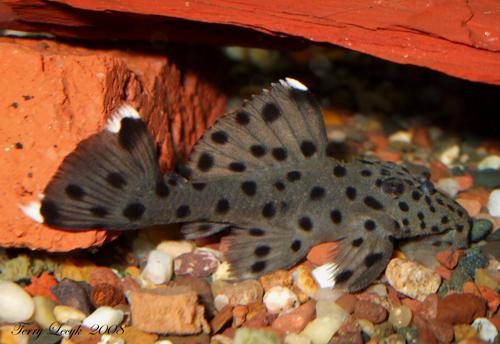 L264 Sultan Pleco