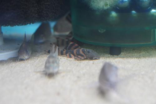 L397 Alenquer Tiger Pleco
