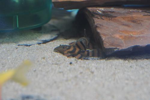 L397 Alenquer Tiger Pleco